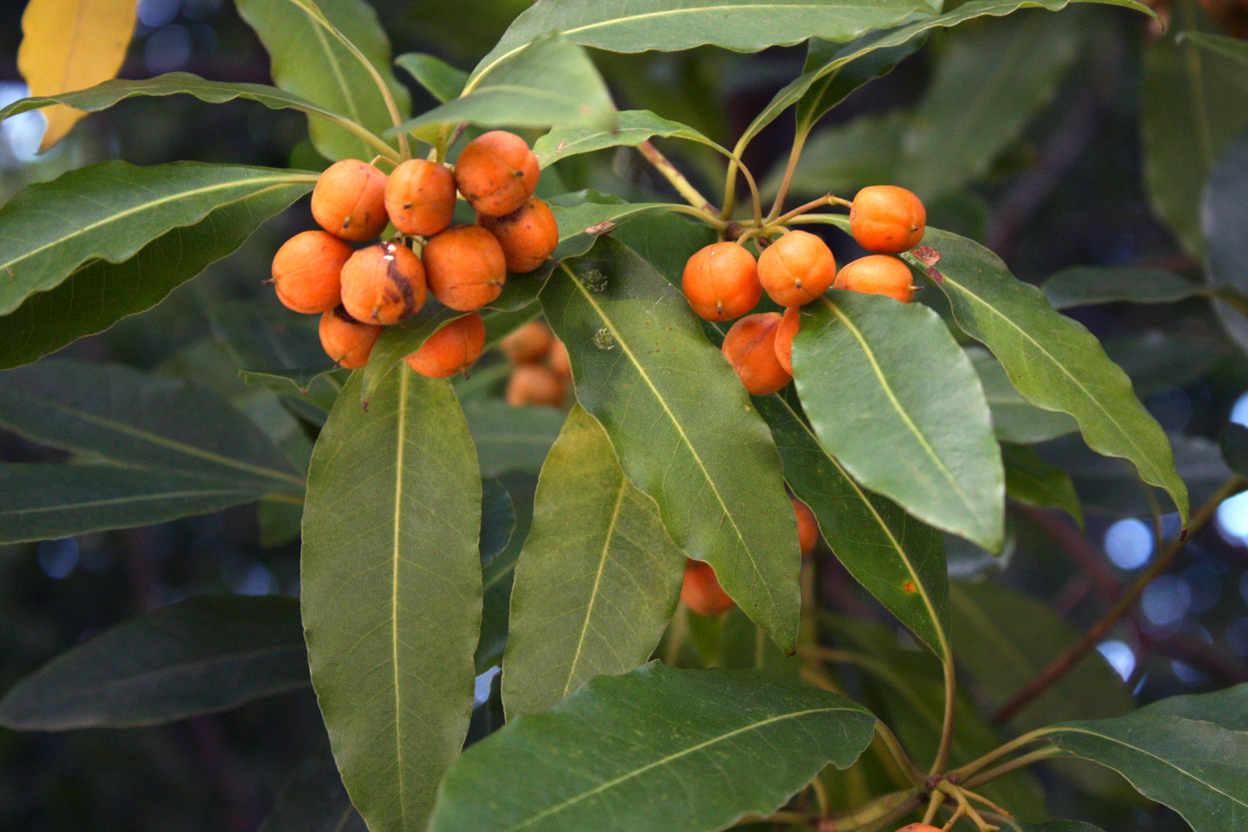 Pittosporum undulatum